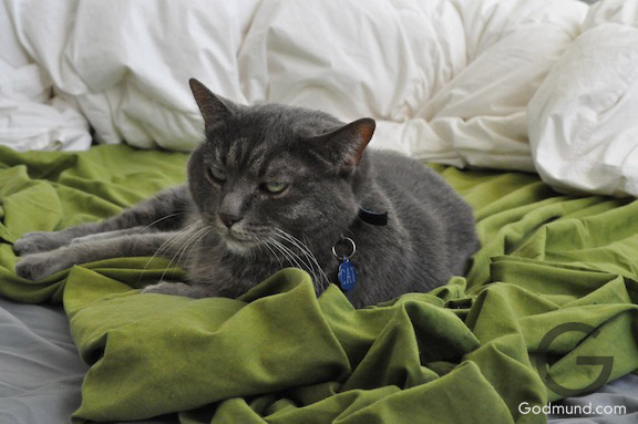 CAT picture on bed with green sheet CAT picture on bed with green sheet