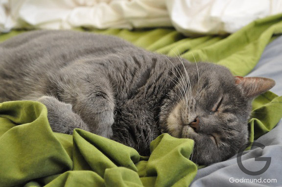 CAT being relaxed and sleeping in my bed on my green sheets CAT being relaxed and sleeping in my bed on my green sheets