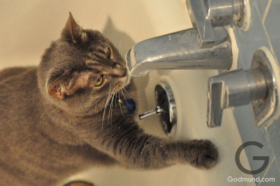 CAT at the faucet waiting for water CAT at the faucet waiting for water