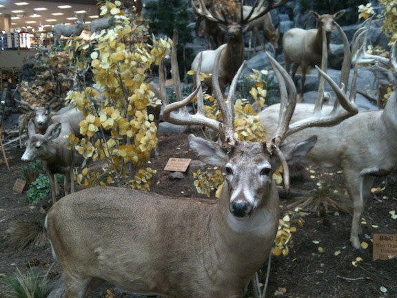 This buck is looking at you Cabela's Hamburg PA This buck is looking at you Cabela's Hamburg PA