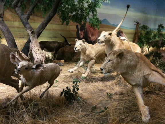 Lioness hunting at Cabela's in Hamburg PA Lioness hunting at Cabela's in Hamburg PA